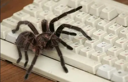 SEO Spider